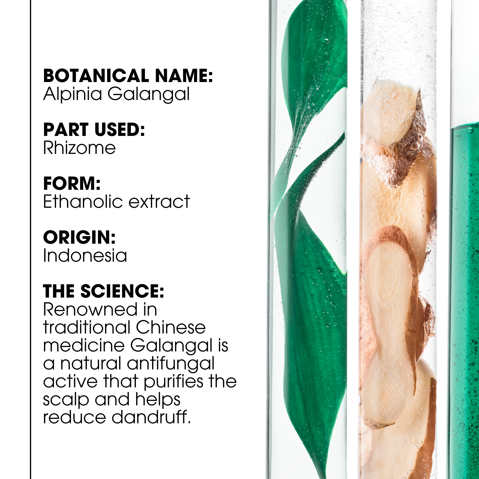 Klorane Anti-Dandruff Rebalancing Shampoo Galangal 400ml - Image 3