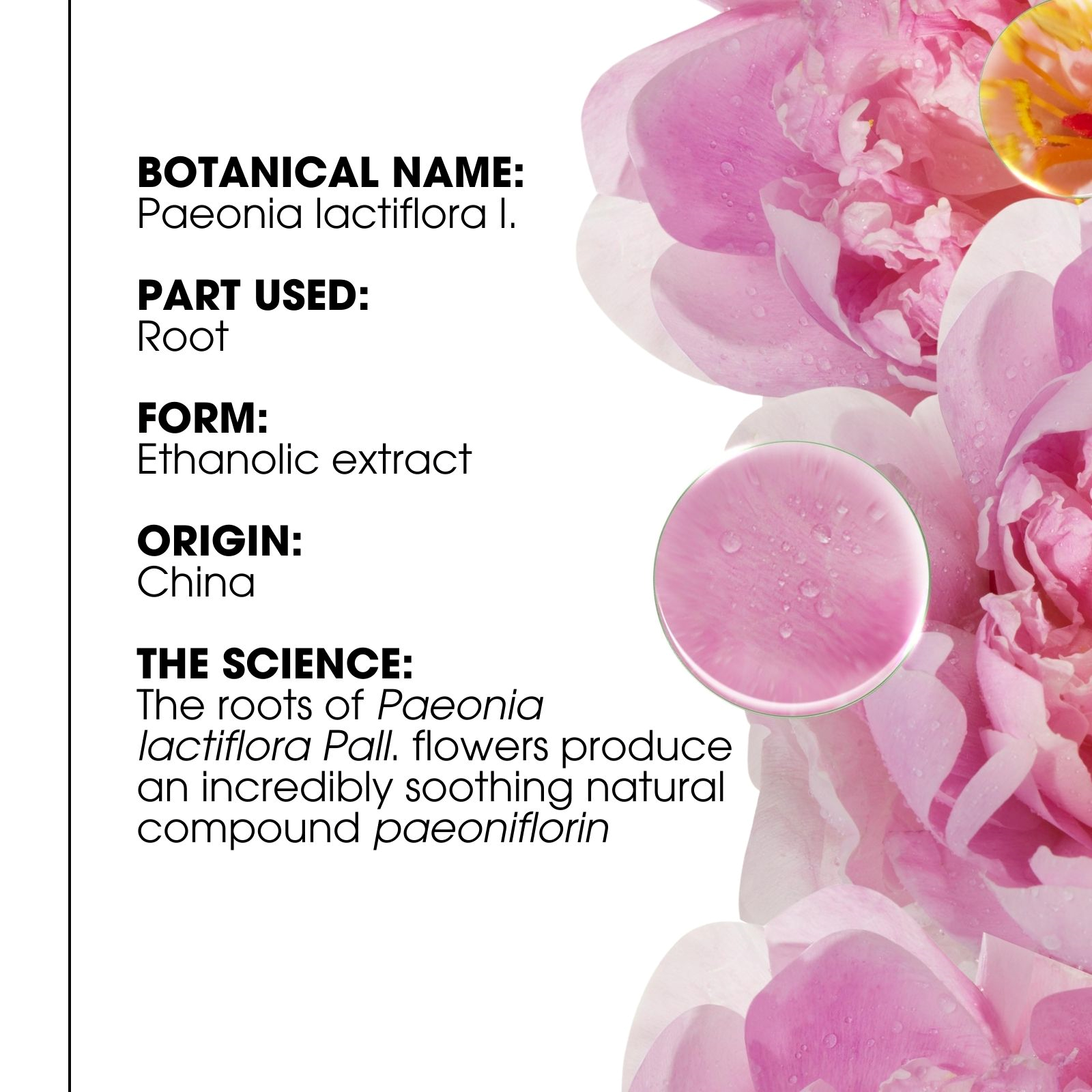 Klorane Shampoo With Peony 400ml - Image 8