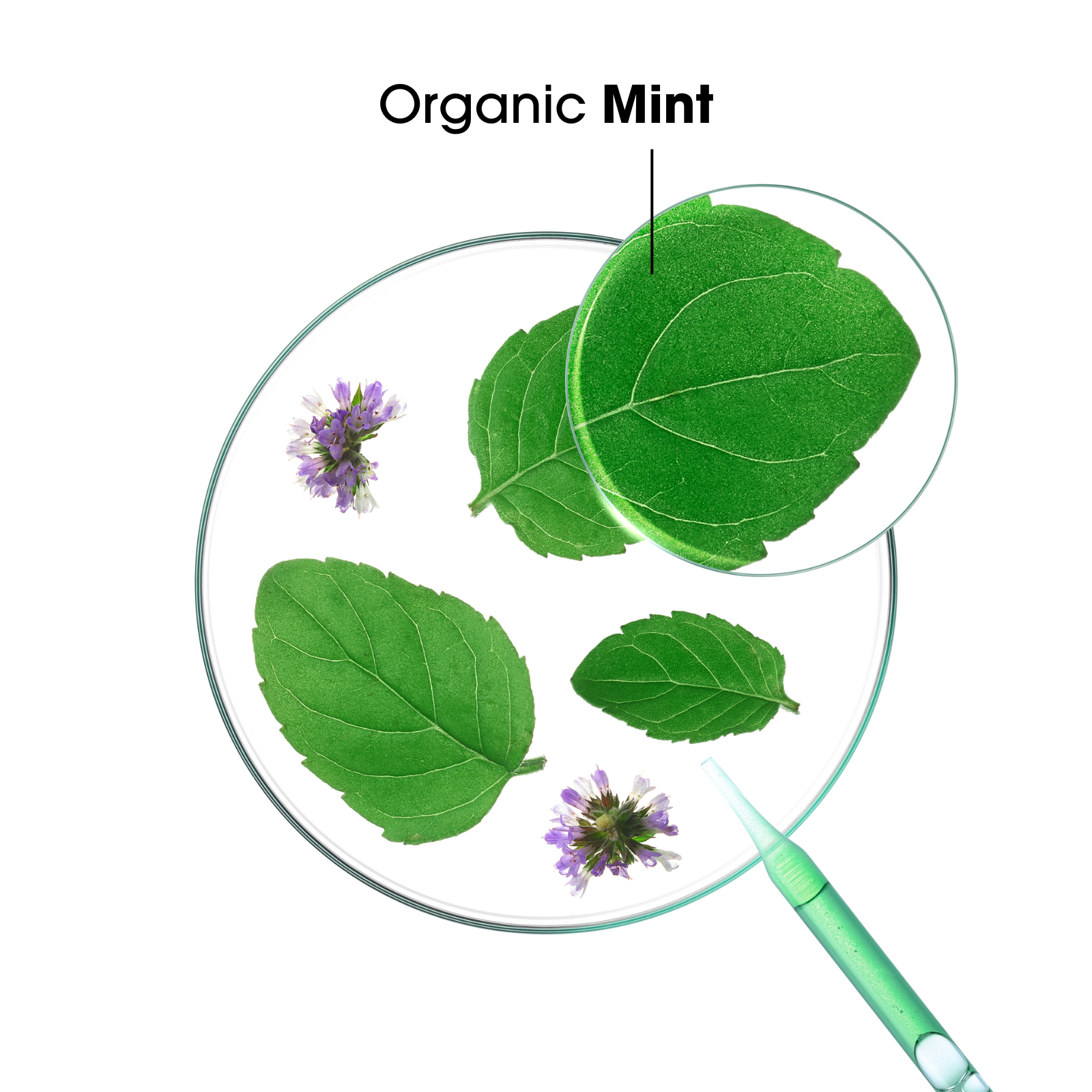 Klorane Shampoo With Organic Mint 400ml - Image 2
