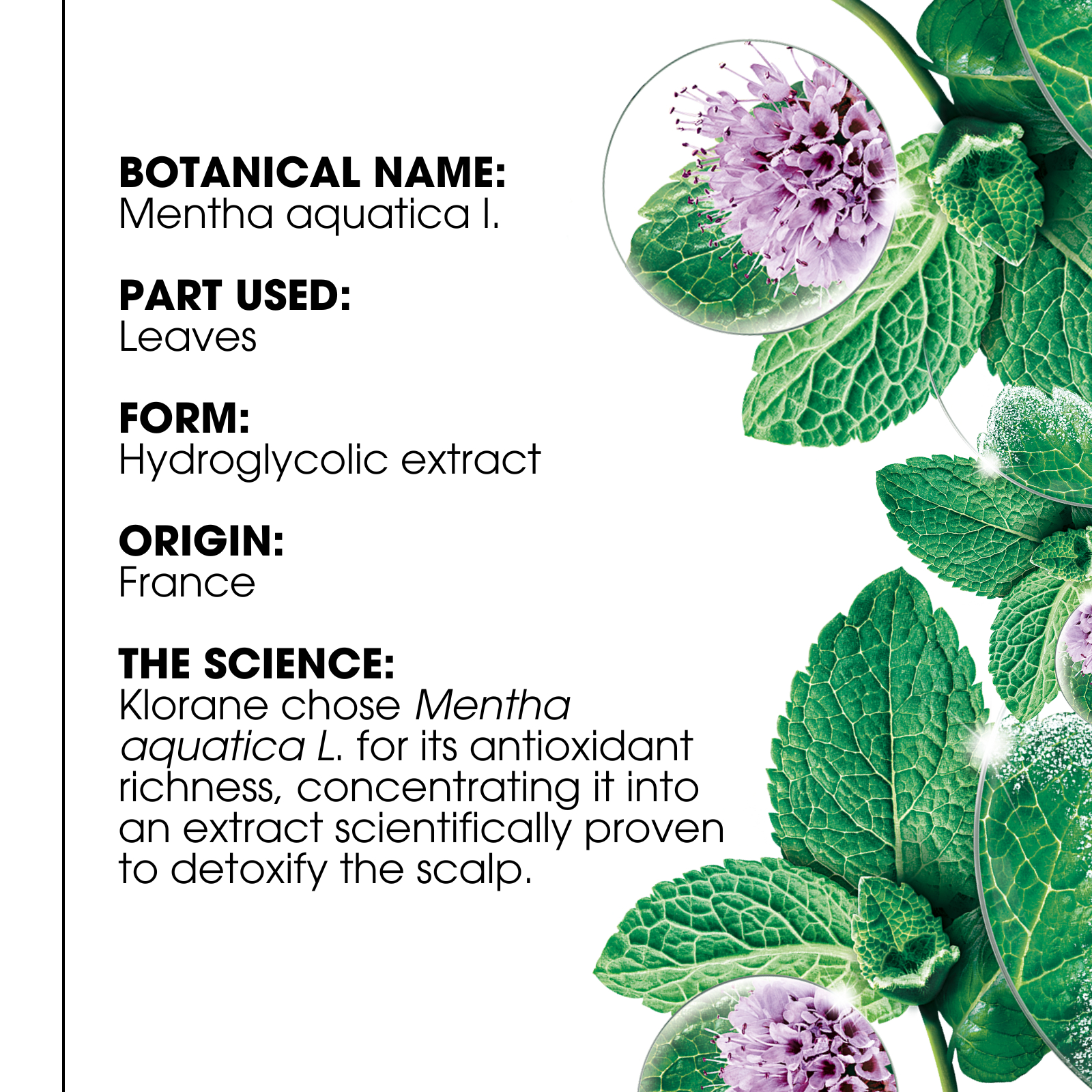 Klorane Shampoo With Organic Mint 400ml - Image 4